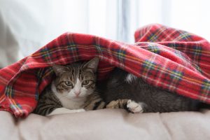 布団の中で暖まる猫達