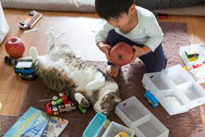 息子と遊ぶ猫