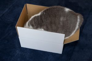 箱と猫