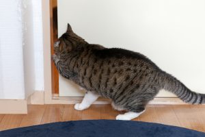 爪を引っ掛けてドアを開ける猫