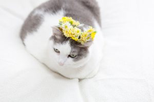 花冠と猫