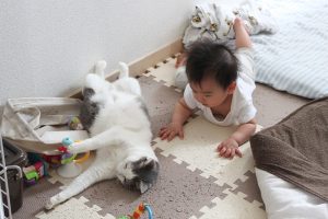 赤ちゃんと遊ぶ猫