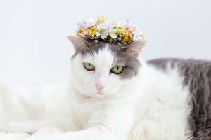 花冠をつけた猫