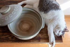 鍋の横で寝る猫