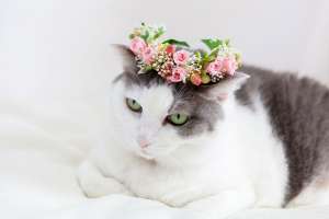 花冠をかぶる猫