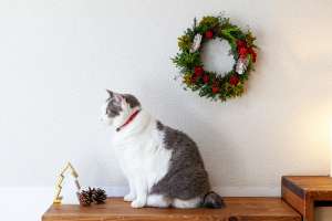 猫とクリスマスリース