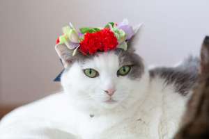 花冠を被っている美しい猫