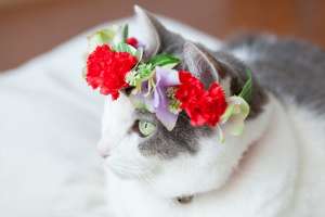 猫と花
