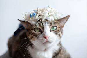 猫と花冠